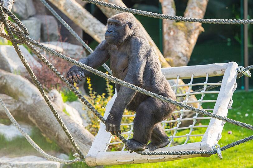 Die Schimpansen und Gorillas fühlen sich in der umgebauten Anlage offenbar wohl.