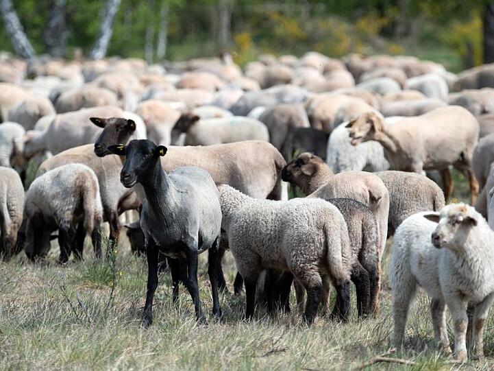 Eine Herde Schafe und Lämmer werden über eine Wiese geführt. Foto: Soeren Stache/dpa-Zentralbild/dpa/Symbolbild