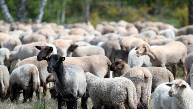 Eine Herde Schafe und Lämmer werden über eine Wiese geführt. Foto: Soeren Stache/dpa-Zentralbild/dpa/Symbolbild