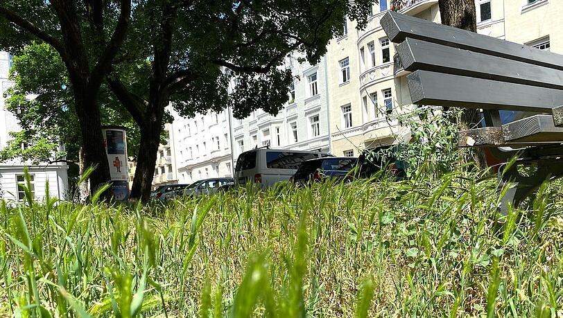 . . . und am Apianplatz fühlt sich Mäuse-Gerste offenbar recht wohl. . . . und am Apianplatz fühlt sich Mäuse-Gerste offenbar recht wohl.