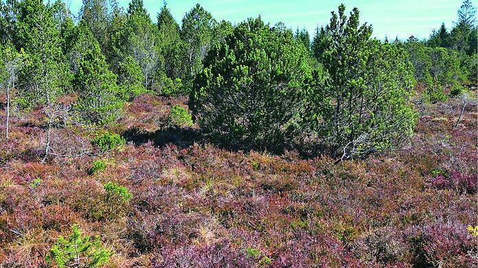 Die Moorwälder bei Rothenrain bieten eine nordische Kulisse.