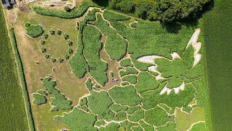 Irrgarten-mit-Friedenstaube-und-Europakarte