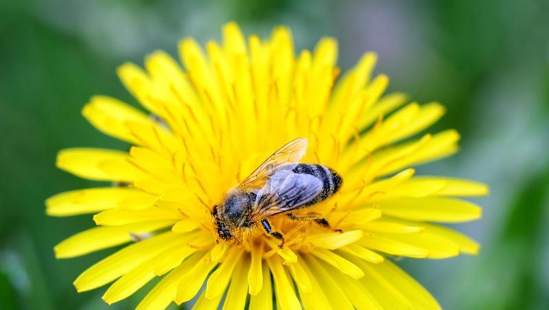 Eine Wildbiene sitzt auf einem Löwenzahn. Der BUND hat eine Bundesbehörde wegen der Zulassung von Pflanzenschutzmitteln verklagt. Eine Wildbiene sitzt auf einem Löwenzahn. Der BUND hat eine Bundesbehörde wegen der Zulassung von Pflanzenschutzmitteln verklagt.