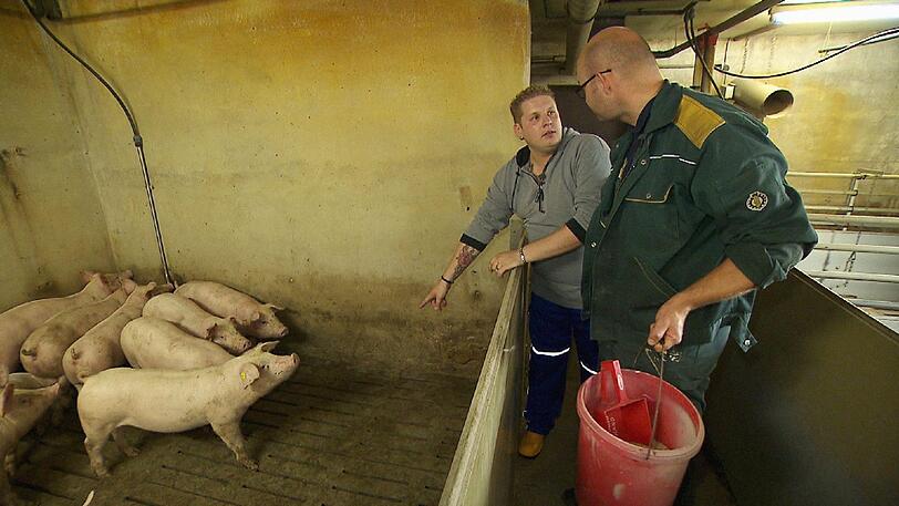 Der sensible Schweinebauer Michael (31, r.) zeigt seinem 'Micha' (30) aus Bayern den Schweinestall.