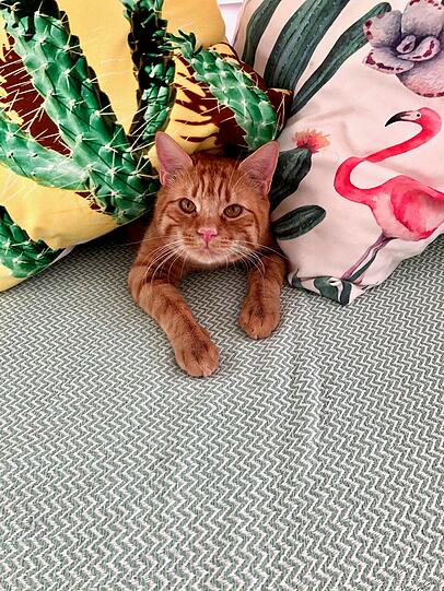 Luca