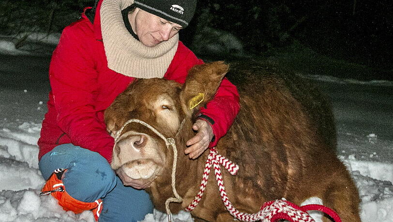 Die betäubte Kuh "Büxi" wird an ihrem Fundort von einer Tierschützerin gehalten. Gut drei Monate lang hat die entlaufene Kuh auf der Flucht in niederbayerischen Natur verbracht. Die betäubte Kuh "Büxi" wird an ihrem Fundort von einer Tierschützerin gehalten. Gut drei Monate lang hat die entlaufene Kuh auf der Flucht in niederbayerischen Natur verbracht.