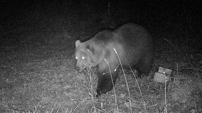 Das Foto einer Wildtierkamera, das in der Nacht zum 23. Oktober im Landkreis Garmisch-Partenkirchen aufgenommen wurde, zeigt einen Braunbären.