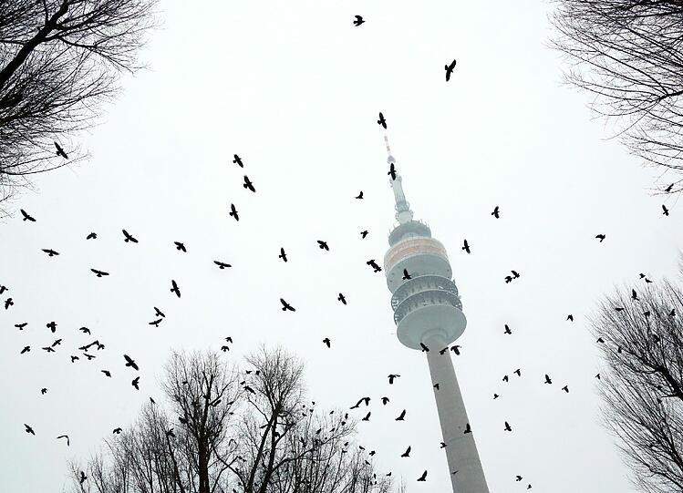 Ein Schwarm Krähen vorm Olympiaturm: Hier finden die Vögel beste Bedingungen.