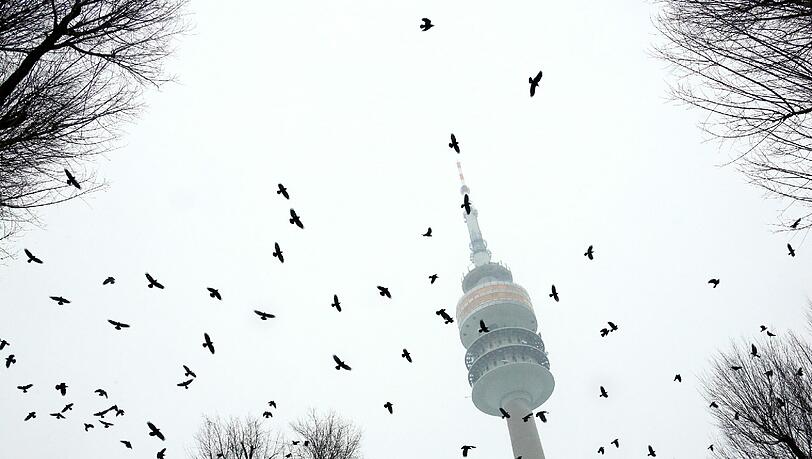 Ein Schwarm Krähen vorm Olympiaturm: Hier finden die Vögel beste Bedingungen. Ein Schwarm Krähen vorm Olympiaturm: Hier finden die Vögel beste Bedingungen.