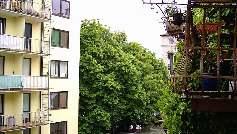 Sollen offenbar einem Bauprojekt weichen: die sechs Kastanien an der Fraunhoferstraße. Sollen offenbar einem Bauprojekt weichen: die sechs Kastanien an der Fraunhoferstraße.
