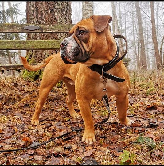 Brutus