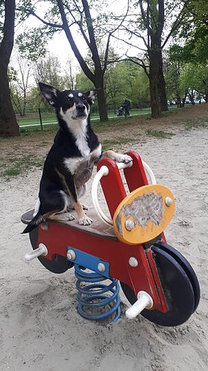 Ich bin Resi, ein slowakischer Straßenhund und habe in München ein schönes Zuhause gefunden. Meine Hobbys sind Frisbee fangen, Skateboard fahren, Hausarbeit und jede Menge Tricks im Tausch gegen einen Ochsenschwanz.