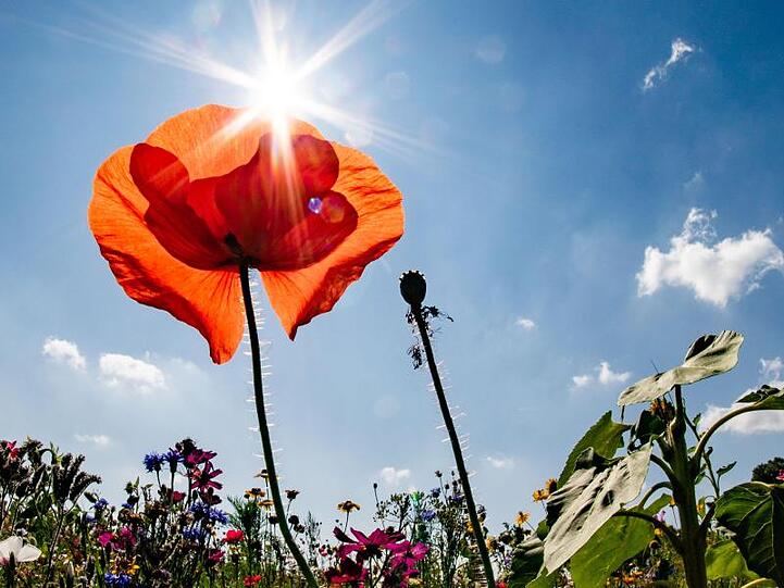 Die Sonne scheint vom blauen Himmel auf eine Mohnblume an einem Feldrand. Foto: Frank Rumpenhorst/dpa/Archivbild