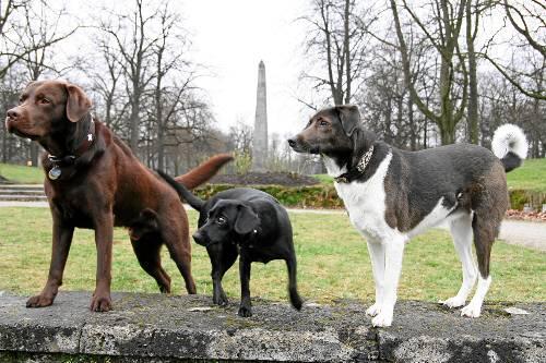 200 Hunde treten am Wochenende in der Olympiahalle um den "Superdog Award" an.