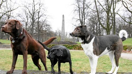 200 Hunde treten am Wochenende in der Olympiahalle um den "Superdog Award" an. 200 Hunde treten am Wochenende in der Olympiahalle um den "Superdog Award" an.