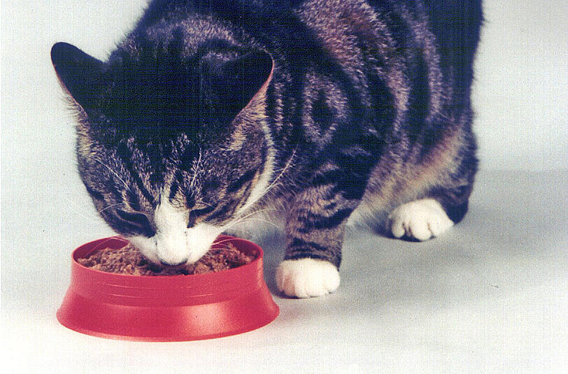 Nicht zu viel Katzenfutter geben: Eine Katze braucht täglich zwischen 250 und 340 Gramm.