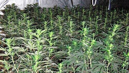 Lauter erntereife Marihuana-Planzen entdeckten die Fahnder.