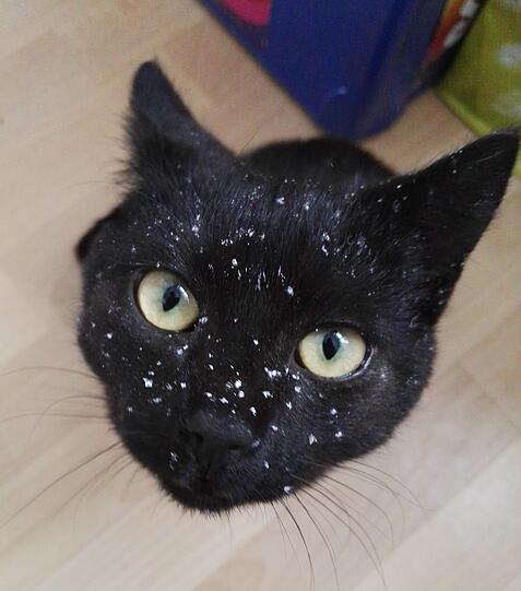 Django