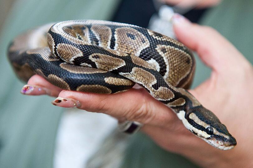 Diese Python haben Kinder auf einem Bolzplatz in Straubing gefunden. Tierpark-Mitarbeiterin Helga Hartl hat das Tier in der Hand.
