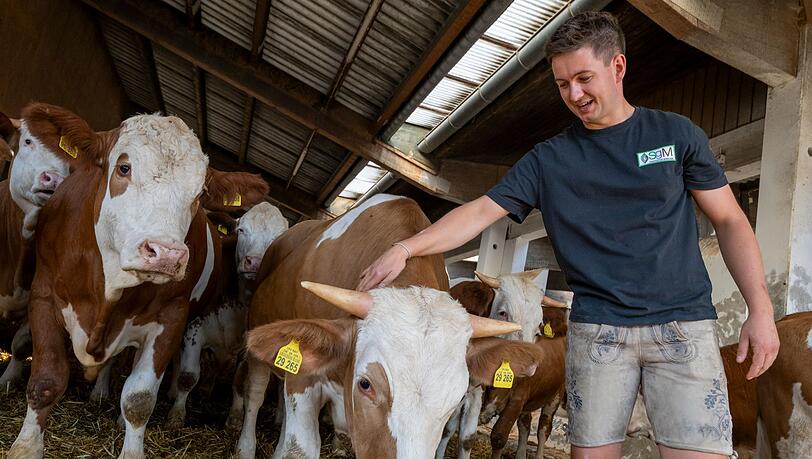 Johannes Attenberger, Bereichsleiter Ochsenmast, kennt seine Tiere ganz genau.