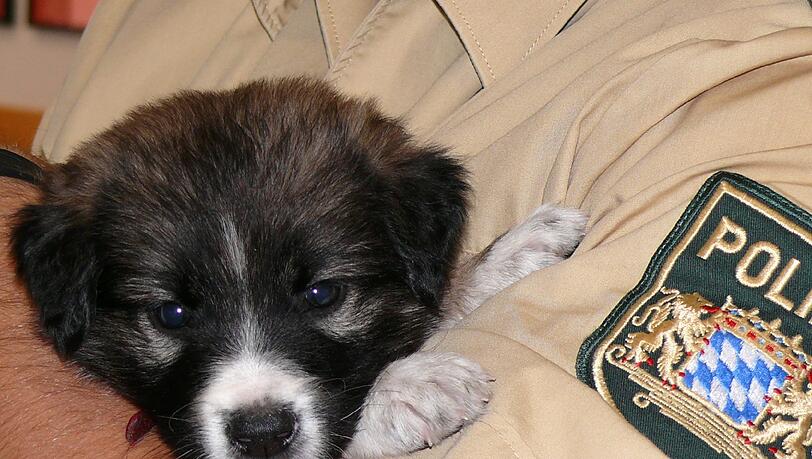 Ein süßes Hunde-Baby ist von einem 23-Jährigen offenbar misshandelt worden. Die Polizei kümmerte sich um den Welpen Ein süßes Hunde-Baby ist von einem 23-Jährigen offenbar misshandelt worden. Die Polizei kümmerte sich um den Welpen