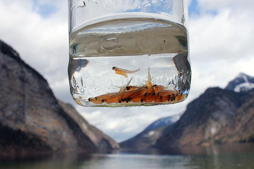 Nur drei Tage alt sind die eingebrachten Brütlinge am Königssee, sie tragen noch ihren Dottersack.