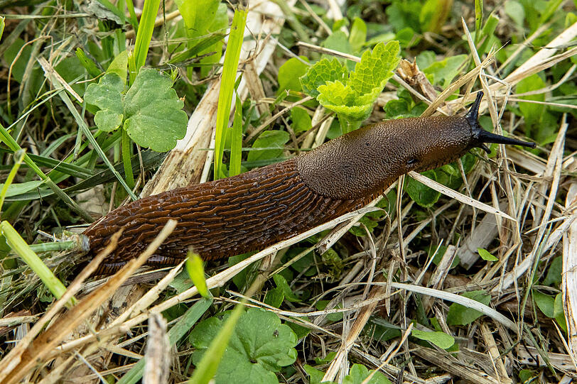 Sie sind im Garten meist ungern gesehen.
