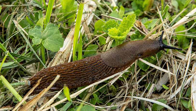 Sie sind im Garten meist ungern gesehen.