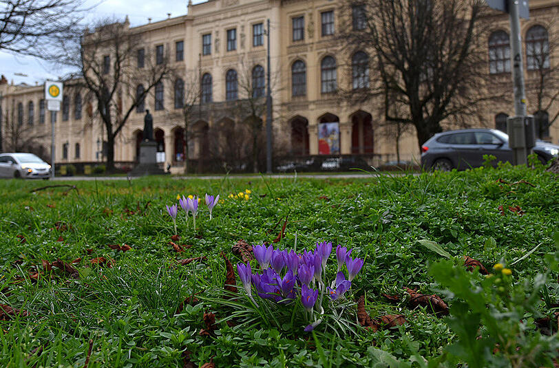 Die ersten Krokusse, Butterblumen und Schneeglöckchen sprießen in der Maximilianstraße aus dem Boden. Die Bilder des AZ-Leserreporters.