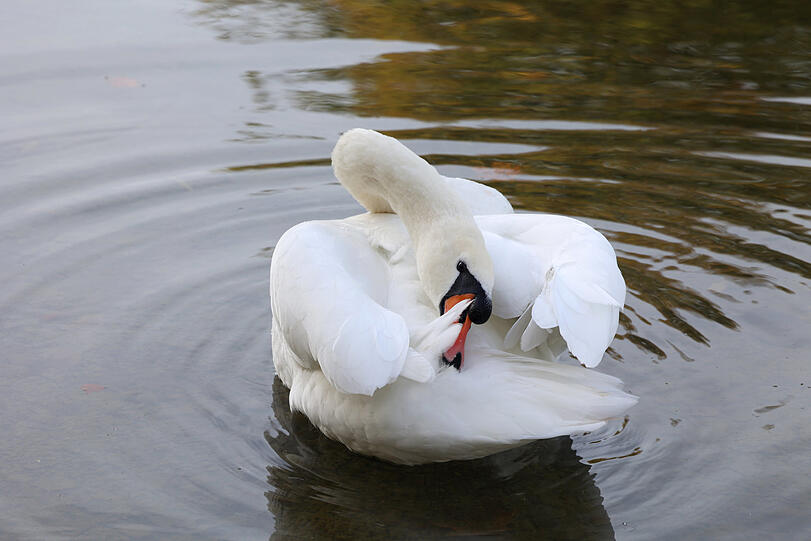 Eines muss man dem Schwan neidlos lassen, gelenkig ist er.