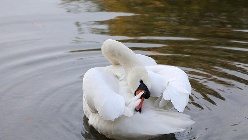 Eines muss man dem Schwan neidlos lassen, gelenkig ist er. Eines muss man dem Schwan neidlos lassen, gelenkig ist er.