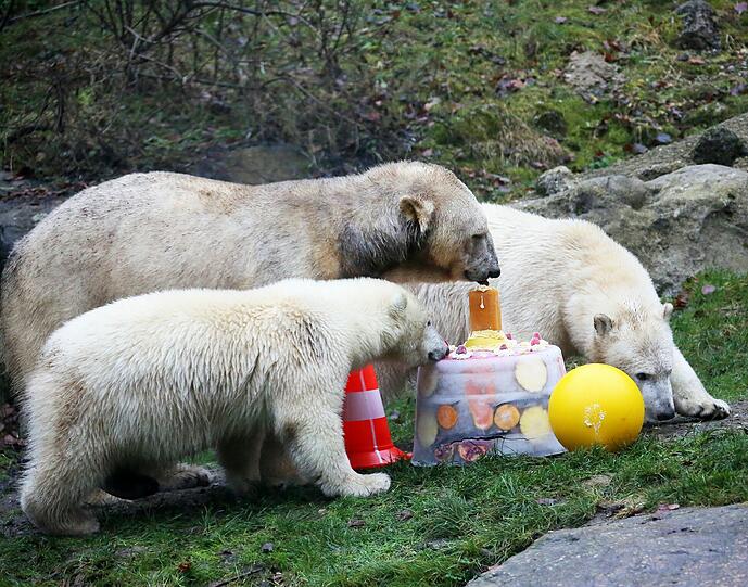 Die schönsten Bilder vom ersten Geburtstag der Münchner Eisbären-Zwillinge Nela und Noby mit ihrer Mutter Giovanna.