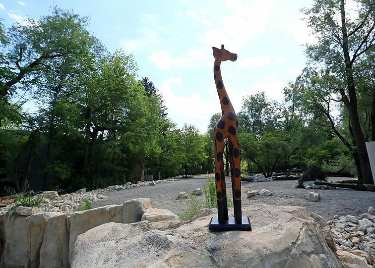Die Außenanlage ist einer afrikanischen Savanne nachempfunden und bietet Platz für eine ganze Giraffen-Herde.