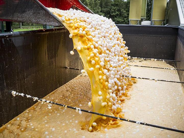 Mit Fipronil belastete Eier werden vernichtet.
