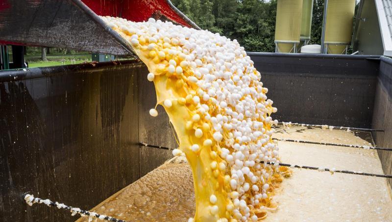 Mit Fipronil belastete Eier werden vernichtet. Mit Fipronil belastete Eier werden vernichtet.