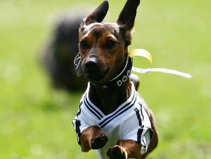 Der zweite Hund darf mehr Steuern kosten: Das hat der Bayerische Verwaltungsgerichtshof entschieden