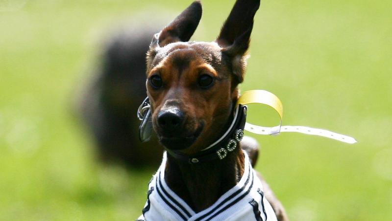 Der zweite Hund darf mehr Steuern kosten: Das hat der Bayerische Verwaltungsgerichtshof entschieden Der zweite Hund darf mehr Steuern kosten: Das hat der Bayerische Verwaltungsgerichtshof entschieden