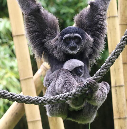 Mia ist die jüngste der fünfköpfigen Silbergibbon-Familie im Tierpark Hellabrunn.