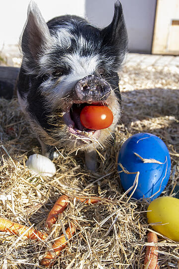 Kune Kune Schwein Frieda stöberte genüsslich durch ihr Osternest.