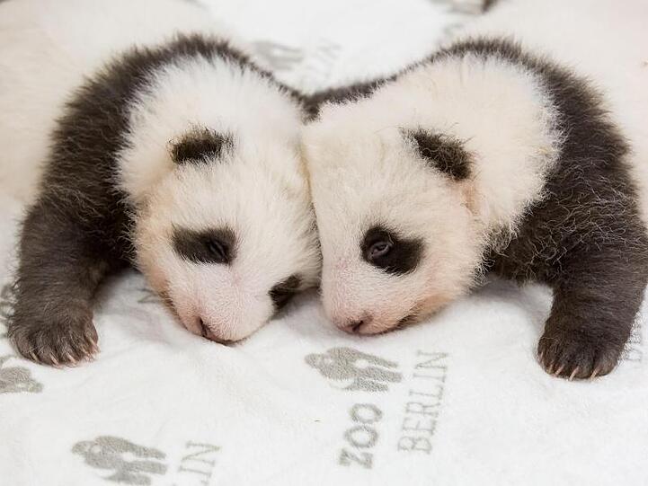 Die Panda-Babys, eng bei einander.