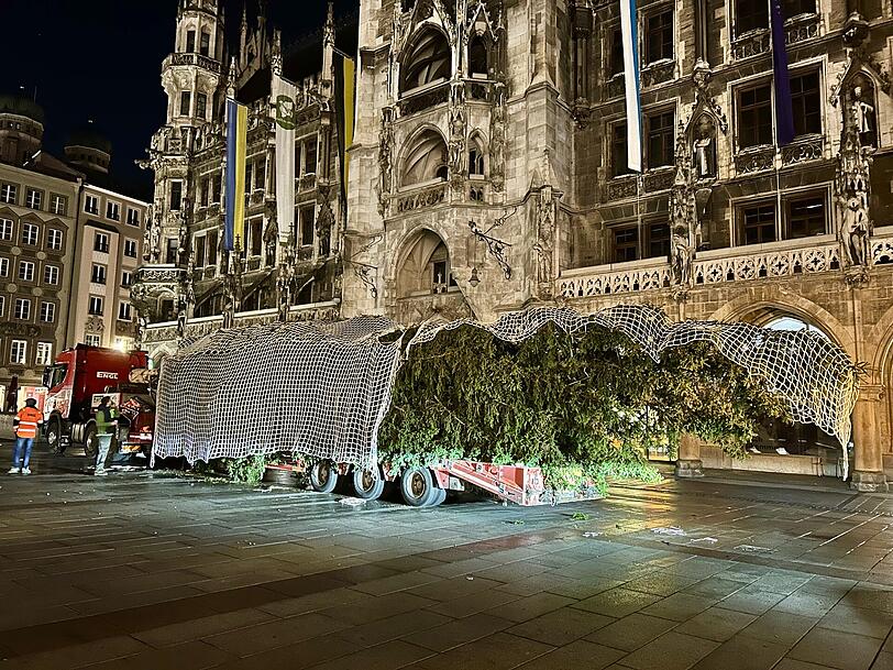 Auf einem Tieflader erreicht der 24 Meter lange Baum die Innenstadt. Auf einem Tieflader erreicht der 24 Meter lange Baum die Innenstadt.