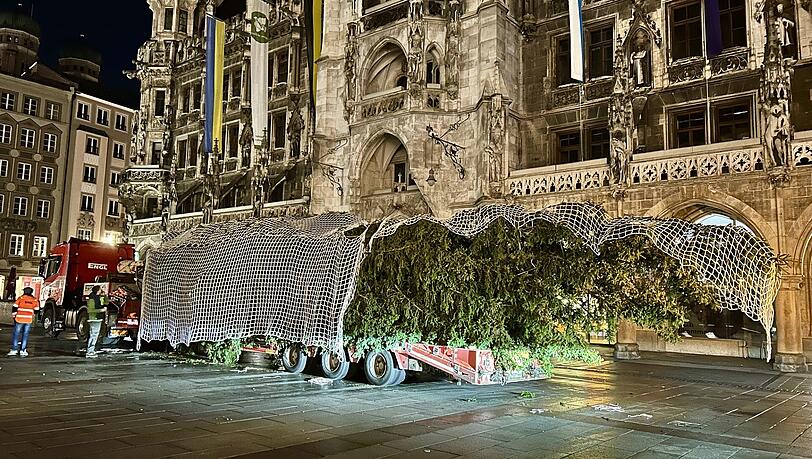 Auf einem Tieflader erreicht der 24 Meter lange Baum die Innenstadt. Auf einem Tieflader erreicht der 24 Meter lange Baum die Innenstadt.