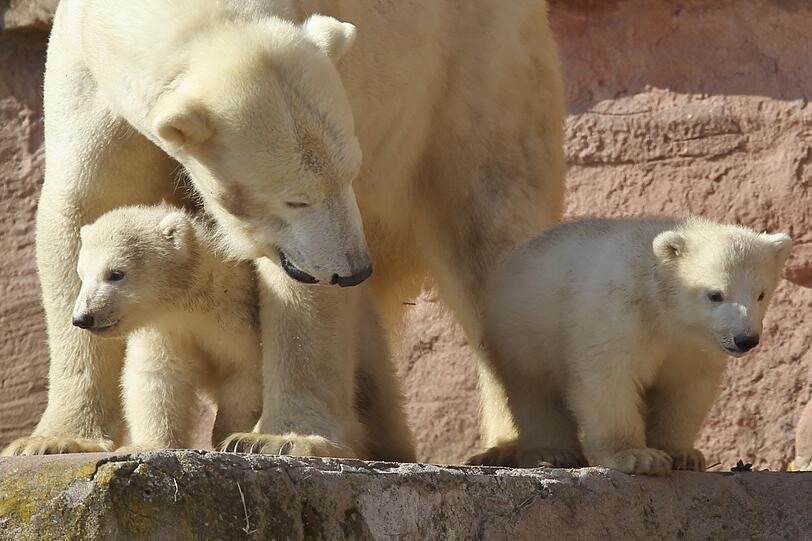 Unsere Eisbärchen Aleut und Gregor mit Mama Vera bei ihrem ersten Ausflug im Freigehege.