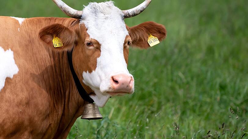 Das Läuten von Kuhglocken wird zum Fall für die Richter. Jüngst gab es eine Einigung in einem Fall in Holzkirchen. Nun droht der nächste Kuhglocken-Prozess.