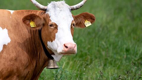 Das Läuten von Kuhglocken wird zum Fall für die Richter. Jüngst gab es eine Einigung in einem Fall in Holzkirchen. Nun droht der nächste Kuhglocken-Prozess.