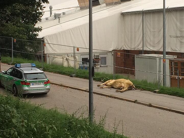 Auf Münchens Theresienwiese wird fürs Oktoberfest gewerkelt. Am Dienstagmorgen kam es dabei zu einem kuriosen Zwischenfall: Polizisten mussten eine entlaufene Kuh erschießen.