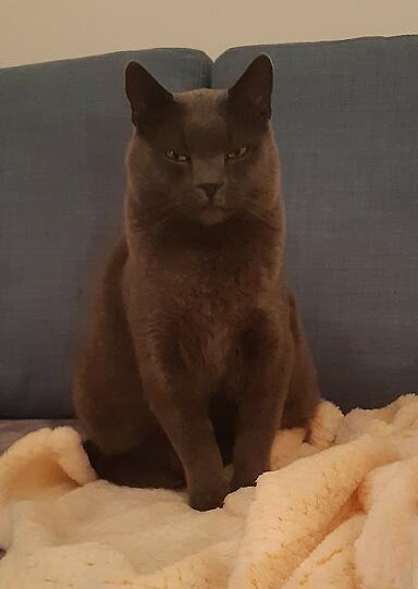 Merlin