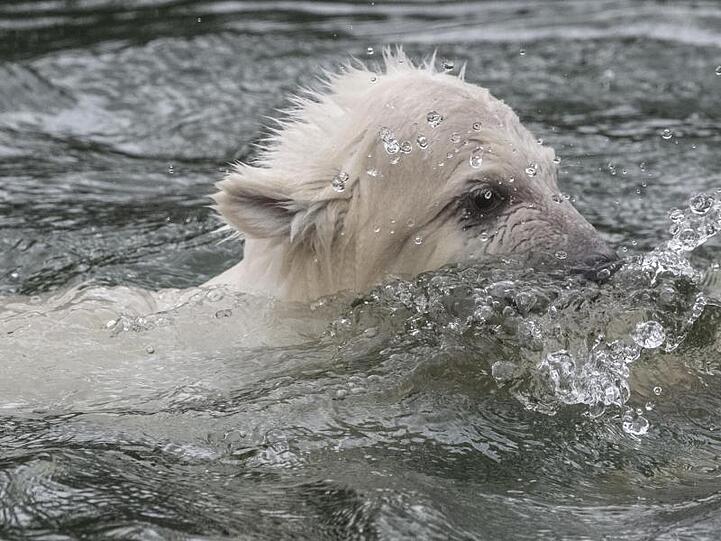 Die kleine, noch namenlose Eisbärin beim Schwimmen im Tierpark.