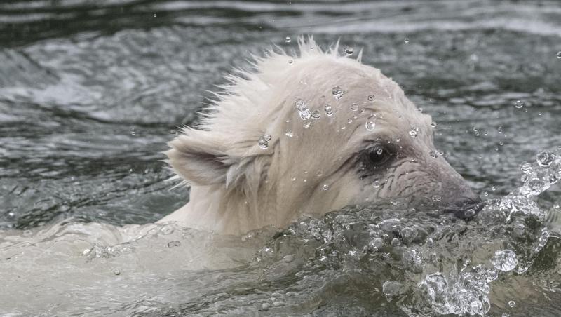 Die kleine, noch namenlose Eisbärin beim Schwimmen im Tierpark. Die kleine, noch namenlose Eisbärin beim Schwimmen im Tierpark.