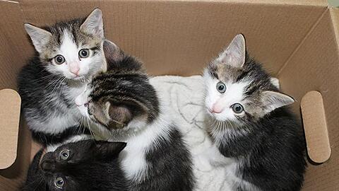 Die vier Katzenbabys brauchen ein neues Zuhause.